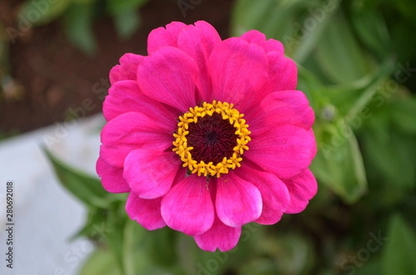 Obraz Beautiful and Cute Flower in Garden