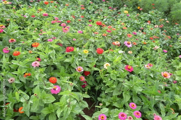 Obraz Beautiful and Cute Flower in Garden