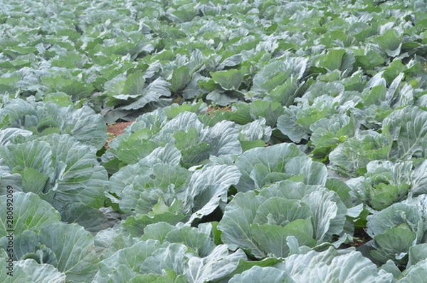 Obraz Green Vegetable in Garden