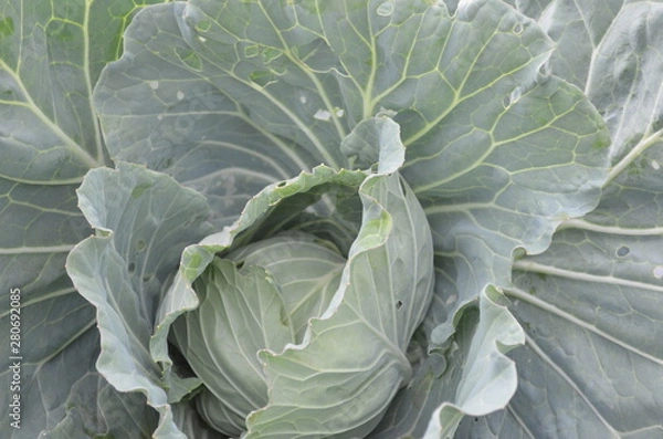 Obraz Green Vegetable in Garden