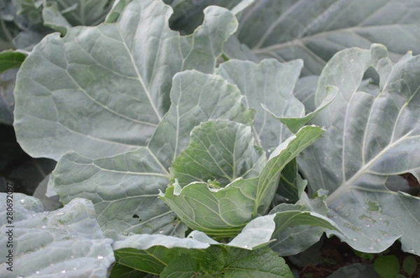 Obraz Green Vegetable in Garden