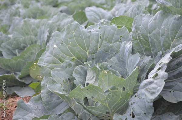 Obraz Green Vegetable in Garden