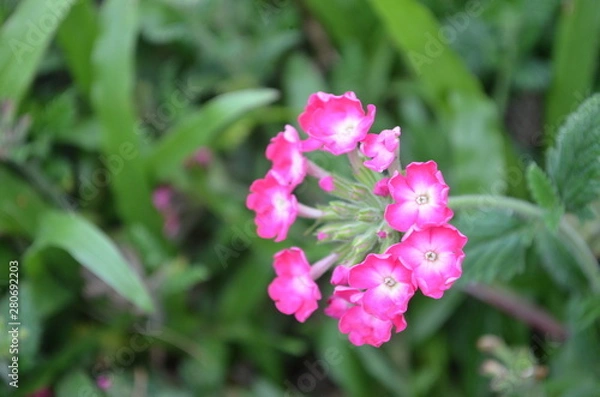 Obraz Beautiful and Cute Flower in Garden