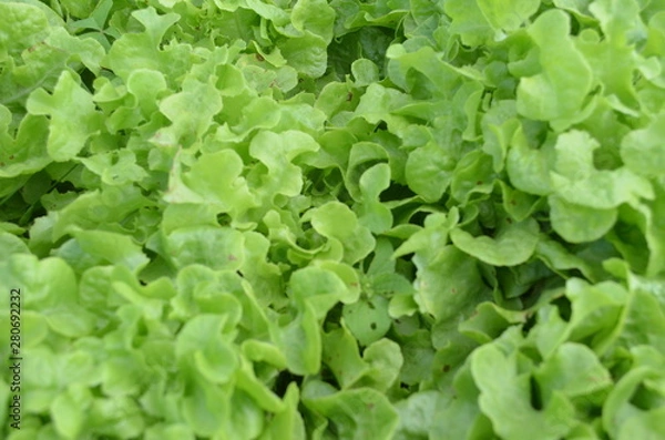 Obraz Green Vegetable in Garden