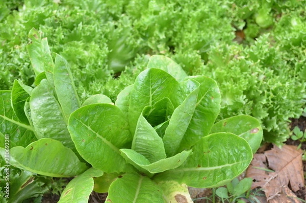 Obraz Green Vegetable in Garden