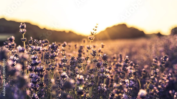Obraz Sunset over lavender field