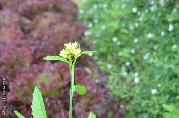 Obraz Beautiful and Cute Flower in Garden