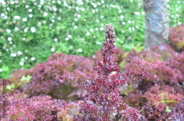 Obraz Purple vegetable in nature