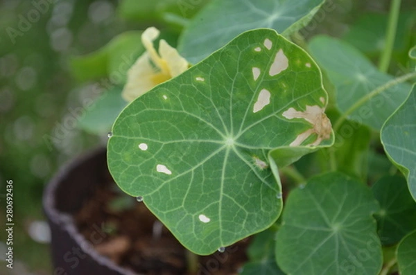 Obraz Green leaf in nature