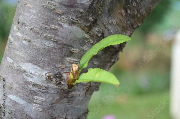 Obraz Green leaf in nature