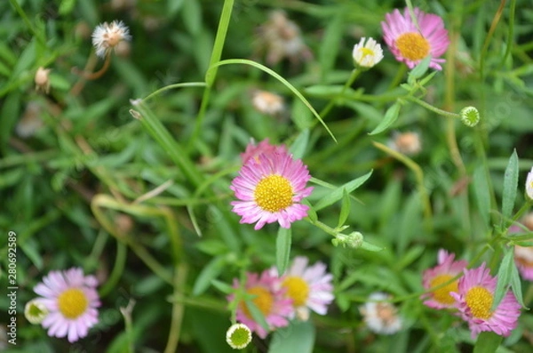 Obraz Beautiful and Cute Flower in Garden