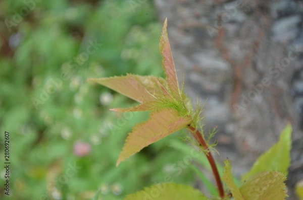 Obraz Green leaf in nature