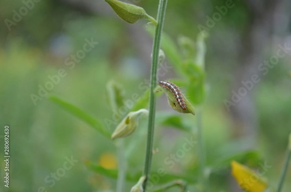 Obraz Green leaf in nature