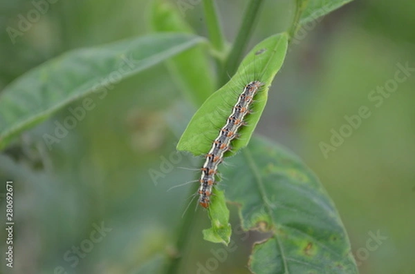 Obraz Green leaf in nature