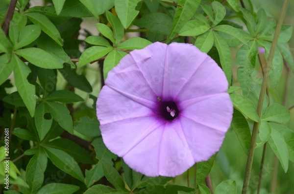 Obraz Beautiful and Cute Flower in Garden