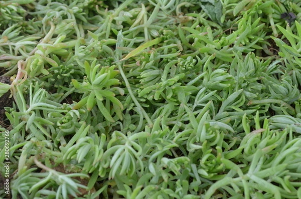 Obraz Green leaf in nature