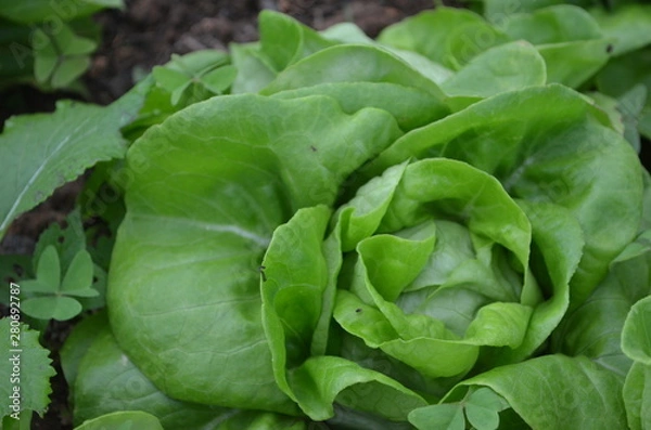 Obraz Green Fresh Vegetable in Garden