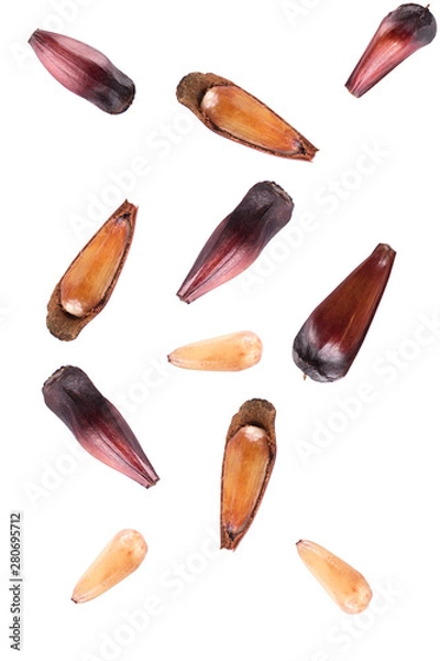 Obraz Brazilian Pinion fruit falling in white background	
