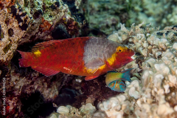 Obraz European Parrot Fish, Sparisoma cretense