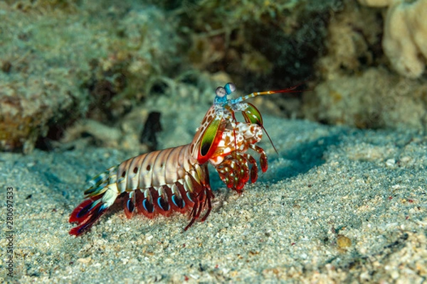 Obraz Peacock-, harlequin-, painted- or clown mantis shrimp, Odontodactylus scyllarus