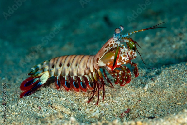 Fototapeta Peacock-, harlequin-, painted- or clown mantis shrimp, Odontodactylus scyllarus