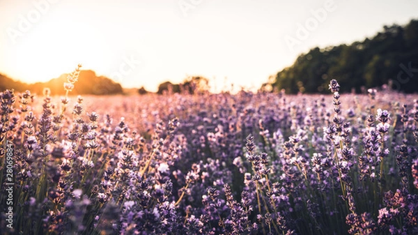 Obraz Sunset over lavender field