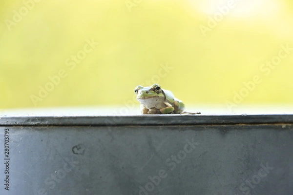 Obraz 休憩するアマガエル