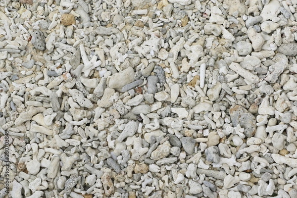 Obraz 砂浜の白い珊瑚