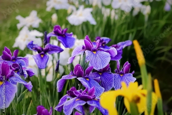Fototapeta 紫色の花菖蒲