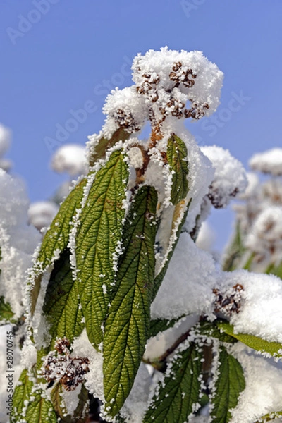 Obraz GartenWinter_d4460