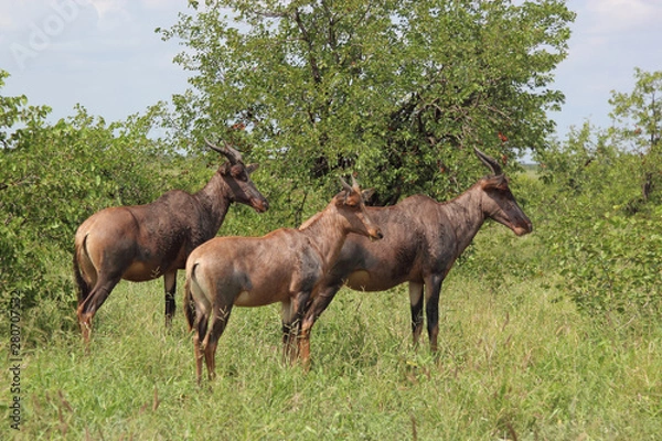 Obraz Leierantilope oder Halbmondantilope / Common Tsessebe / Damaliscus lunatus.