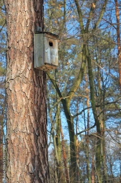 Fototapeta birds house