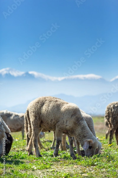 Obraz Sheeps are grazing front of Snowy high Bozdag mountain Izmir Turkey