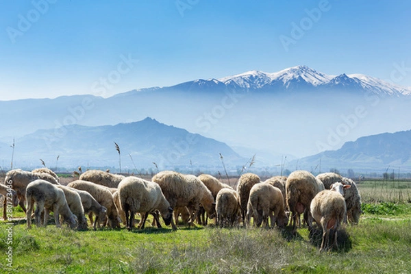 Obraz Sheeps are grazing front of Snowy high Bozdag mountain Izmir Turkey