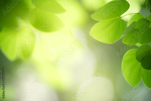 Obraz Nature of green leaf in garden at summer. Natural green leaves plants using as spring background cover page greenery environment ecology wallpaper