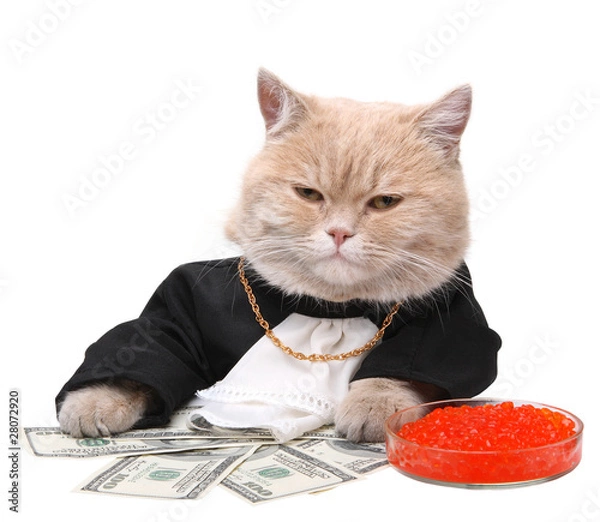 Obraz Red cat sitting on the dollar on the white background, Christmas