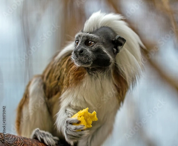 Fototapeta What the hell is that!!!