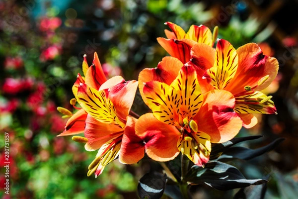 Fototapeta Bright orange flowers of Alstroemeria, commonly called the Peruvian lily or lily of the Incas.