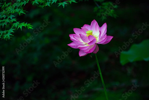 Fototapeta 蓮の花