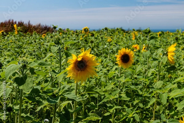 Fototapeta Colorful yellow sunflowers in a field with background sea cliffs (Rhossili, Swansea)