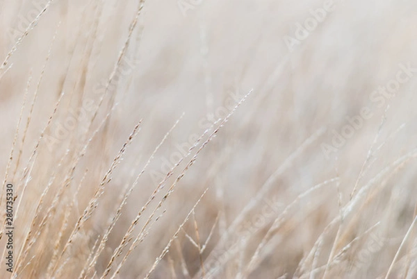 Fototapeta Winter meadow dry grass. Close-up, blurred background, soft focus on individual straws. For a background in natural soothing colors.