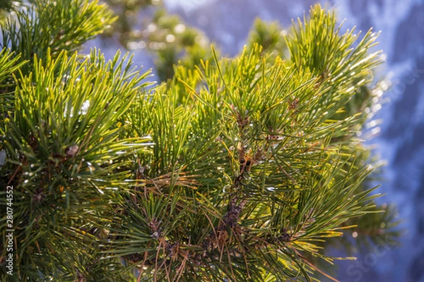 Fototapeta pine tree's branch