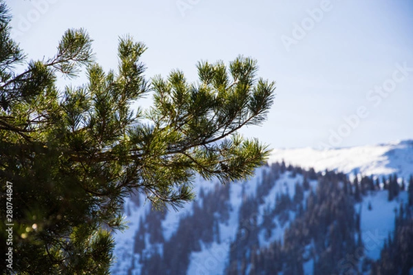 Fototapeta pine branches on a background of mountains