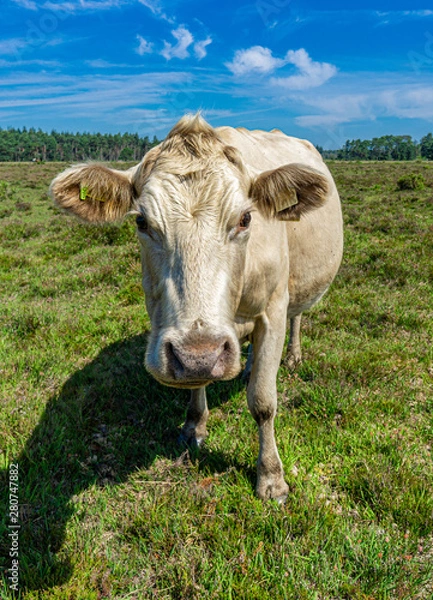 Obraz New Forest Cattle