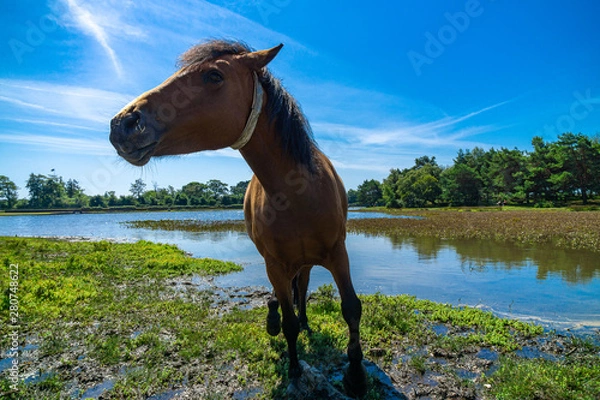 Obraz New Forest Pony