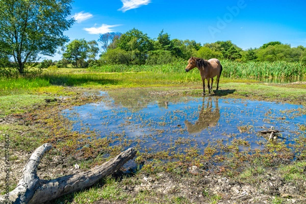 Obraz New Forest Pony
