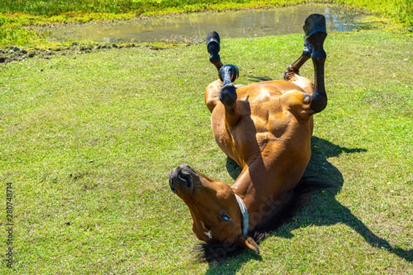 Obraz New Forest Pony