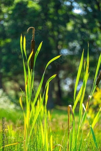 Obraz A Reed  In Sunlight
