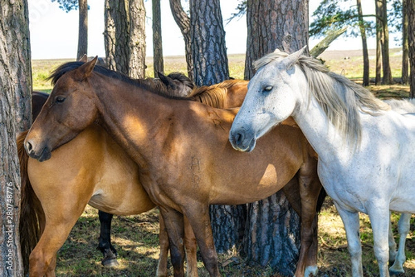 Obraz New Forest Ponies