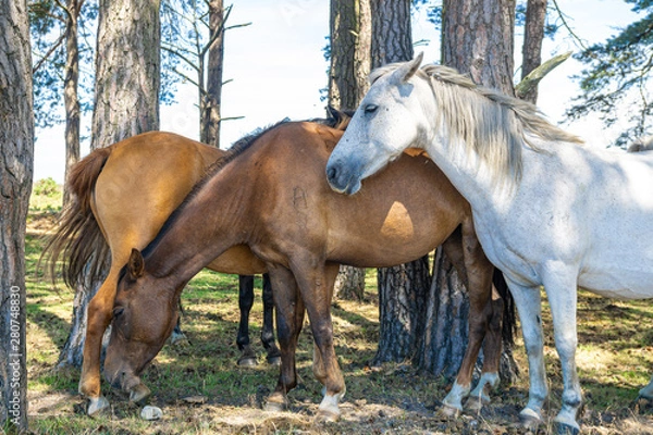 Obraz New Forest Ponies